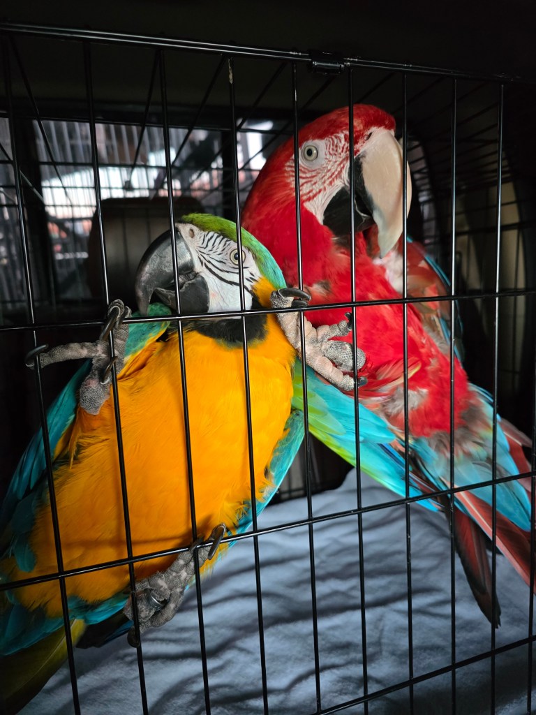 Two colorful parrots in a cage, one blue and yellow, the other red, with vibrant feathers and expressive faces.