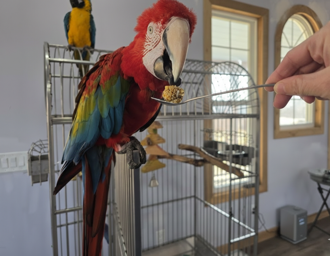 Green wing macaw accepting a treat from a spoon during an indoor training session.