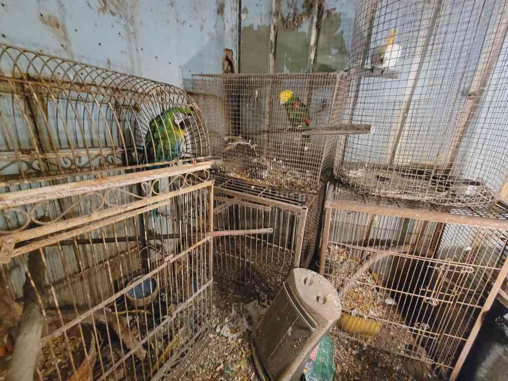 A cluttered room with multiple birdcages, some containing colorful birds, surrounded by debris and dirt on the floor.