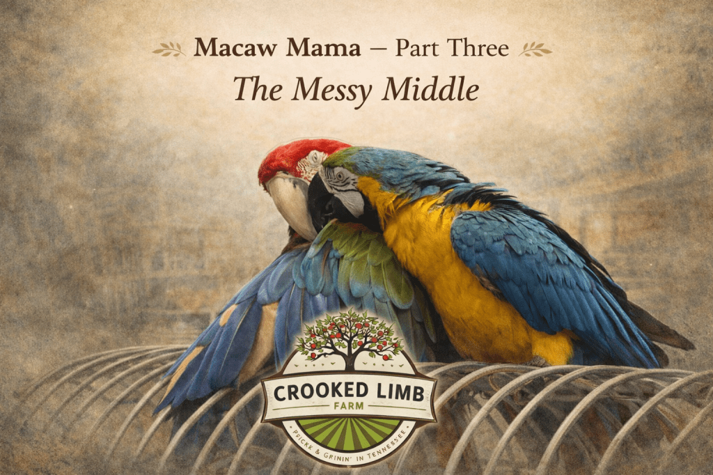 Macaw Mama — Part Three: The Messy Middle