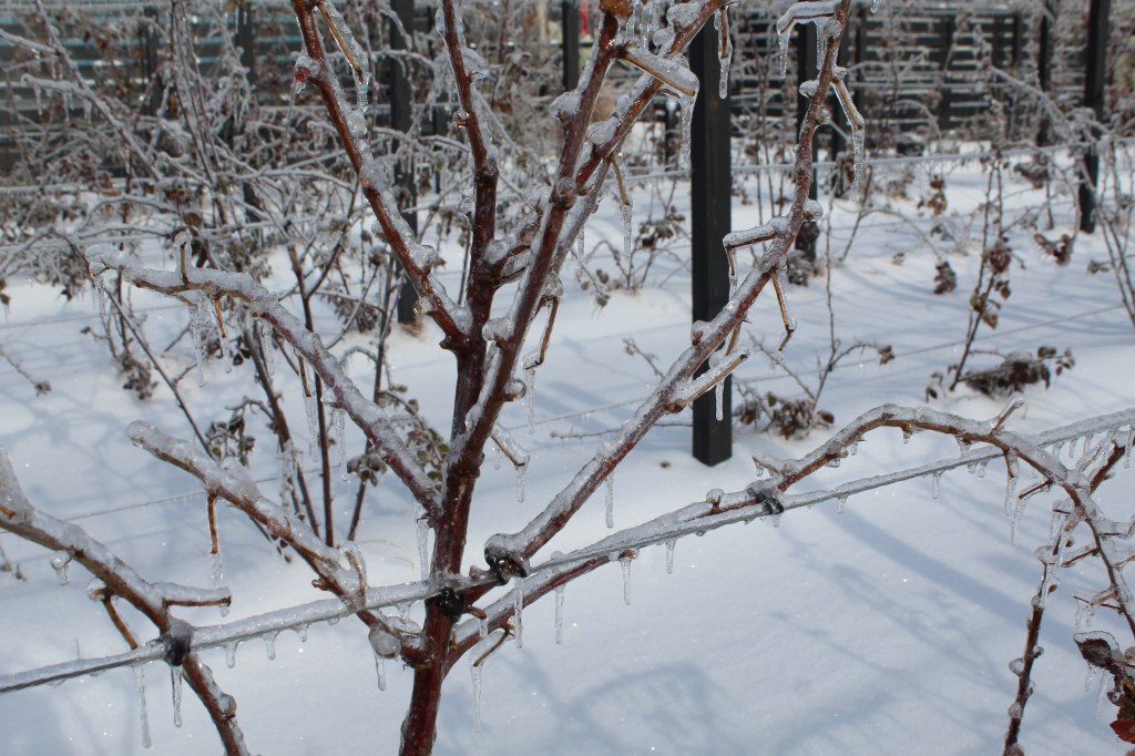Ice-covered blackberry branches weighed down by freezing rain in a vineyard after a winter ice storm.