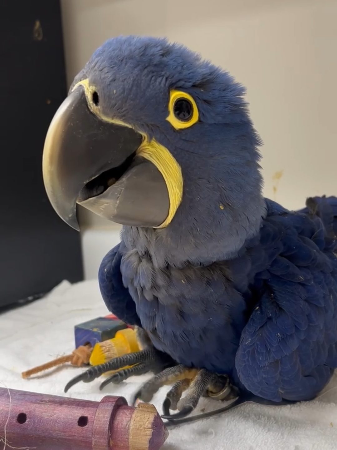 A close-up of a hyacinth macaw sitting on a white surface, with toys nearby. The bird has vibrant blue feathers and distinctive yellow markings around its eyes and beak.