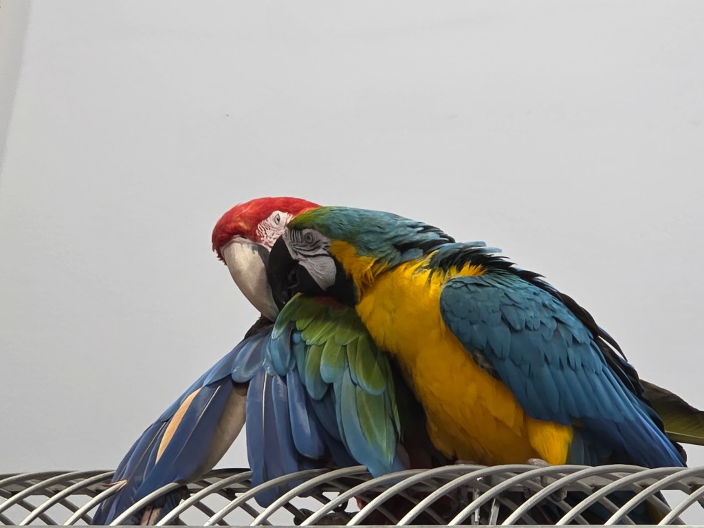 Two bonded parrots, one a green-winged macaw and the other a blue-and-gold macaw nestled together atop a steel cage.