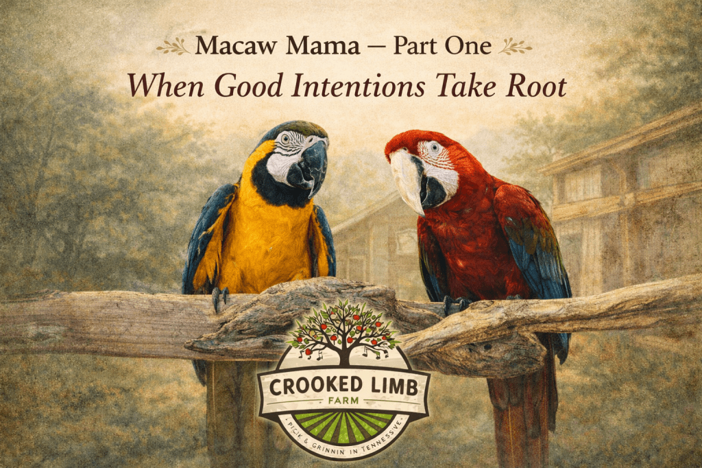 Macaw Mama — Part One: When Good Intentions Take Root