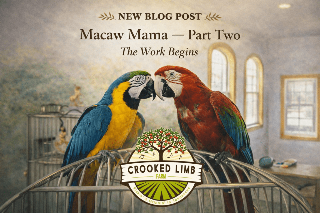 A blue and yellow macaw and a red macaw interact closely in a cozy room, with a birdcage in the background. The image promotes a blog post titled 'Macaw Mama – Part Two: The Work Begins' from Crooked Limb Farm.