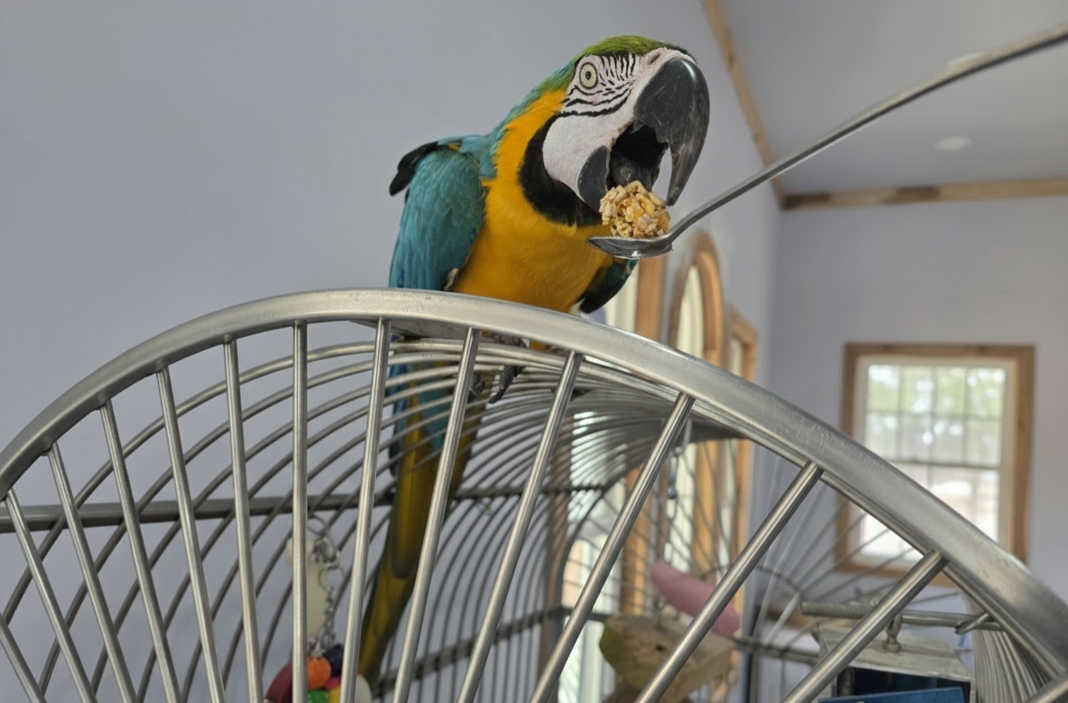 Blue-and-gold macaw accepting a treat from a spoon during an indoor training session.